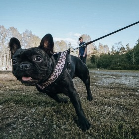 Barkley Nearby Dog Park